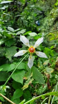 Media resource of Nasa bicornuta