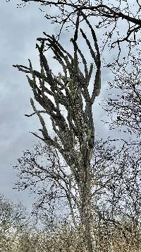 Media resource of Armatocereus cartwrightianus