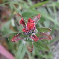 Castilleja arvensis image