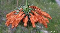 Leonotis nepetifolia image