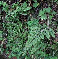 Media resource of Adiantum henslovianum