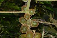 Solanum quitoense image