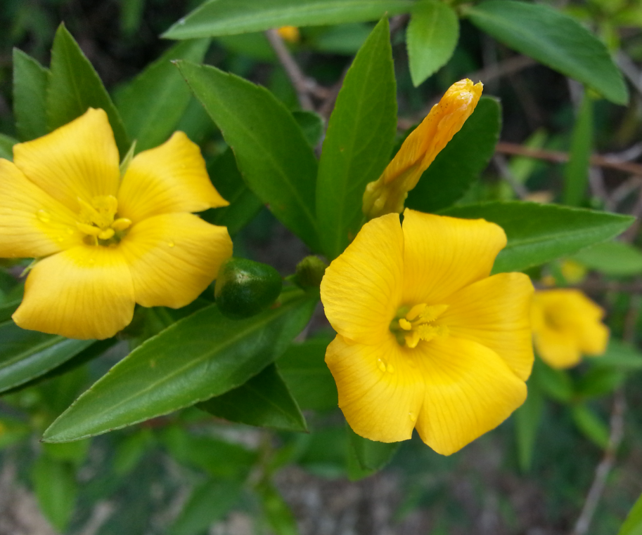Turnera image