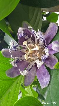 Media resource of Passiflora quadrangularis
