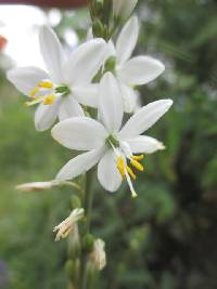 Media resource of Trihesperus latifolius