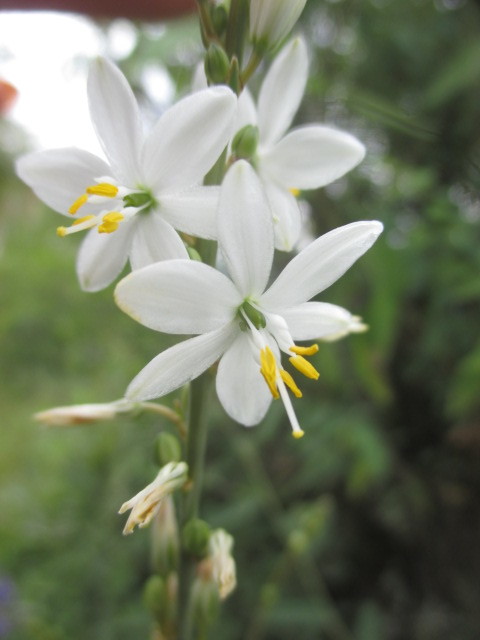 Trihesperus image