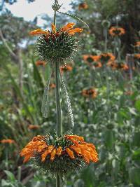 Leonotis nepetifolia image