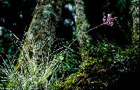 Tillandsia straminea image