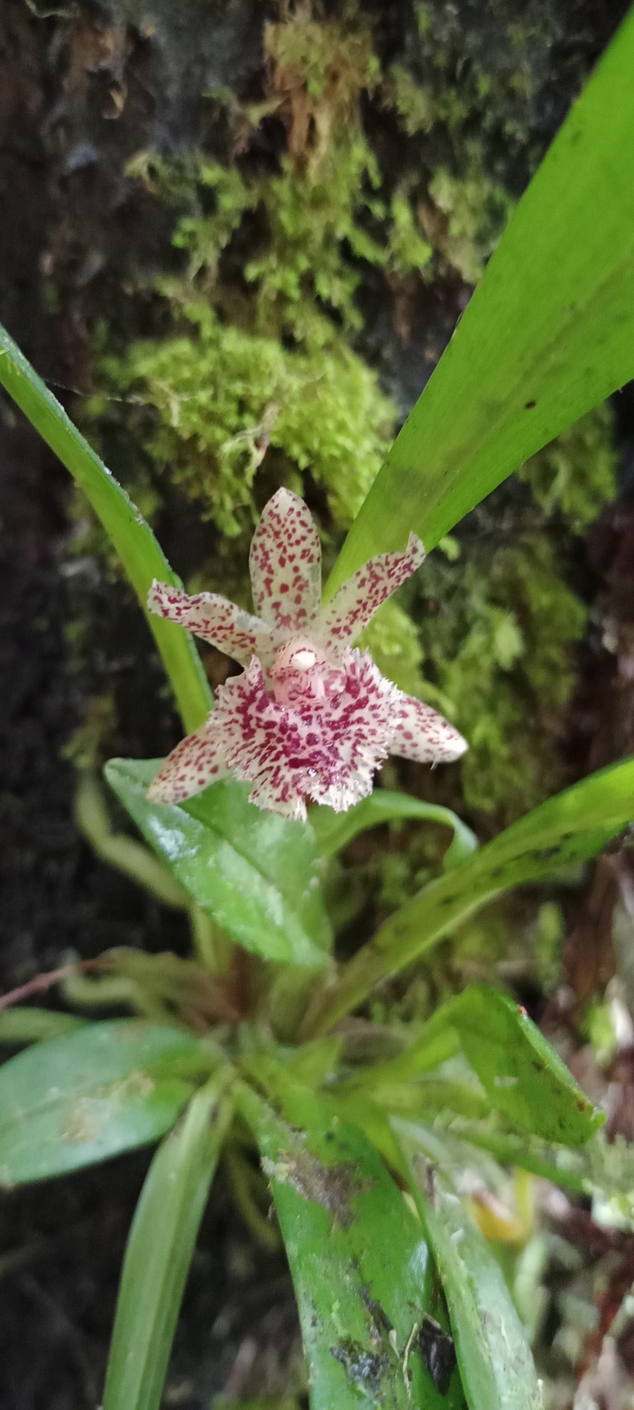 Kefersteinia tolimensis image