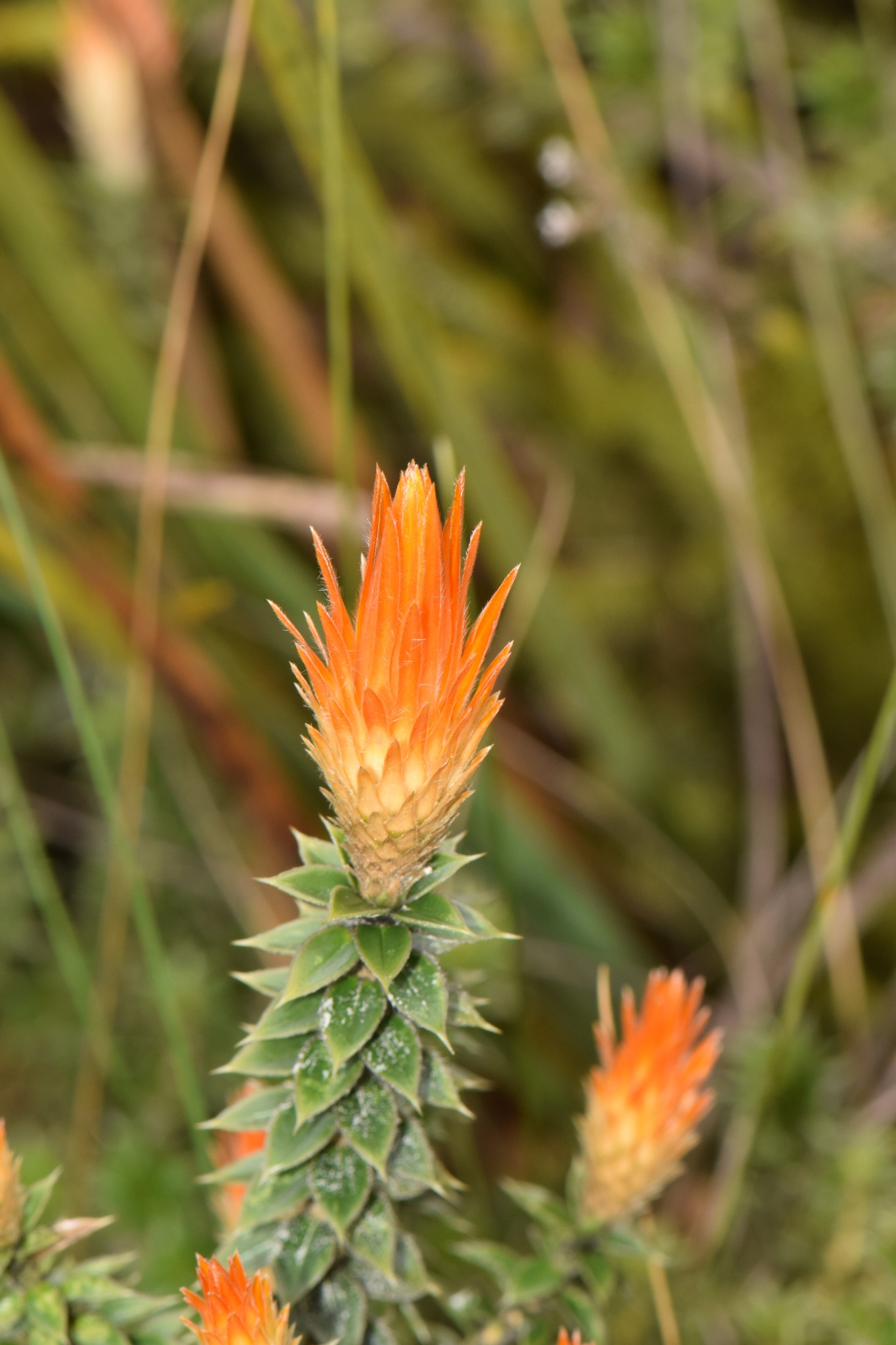 Chuquiraga image
