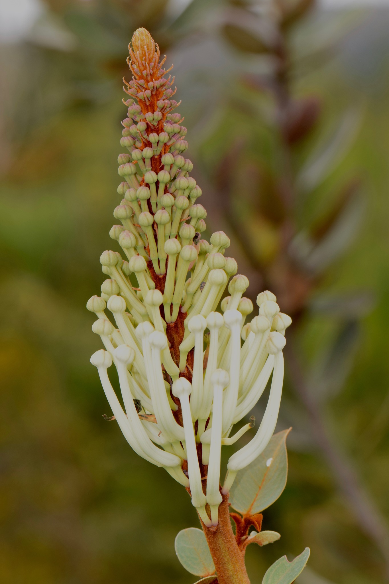 Proteaceae image