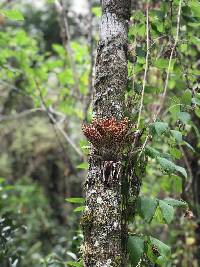 Tillandsia biflora image