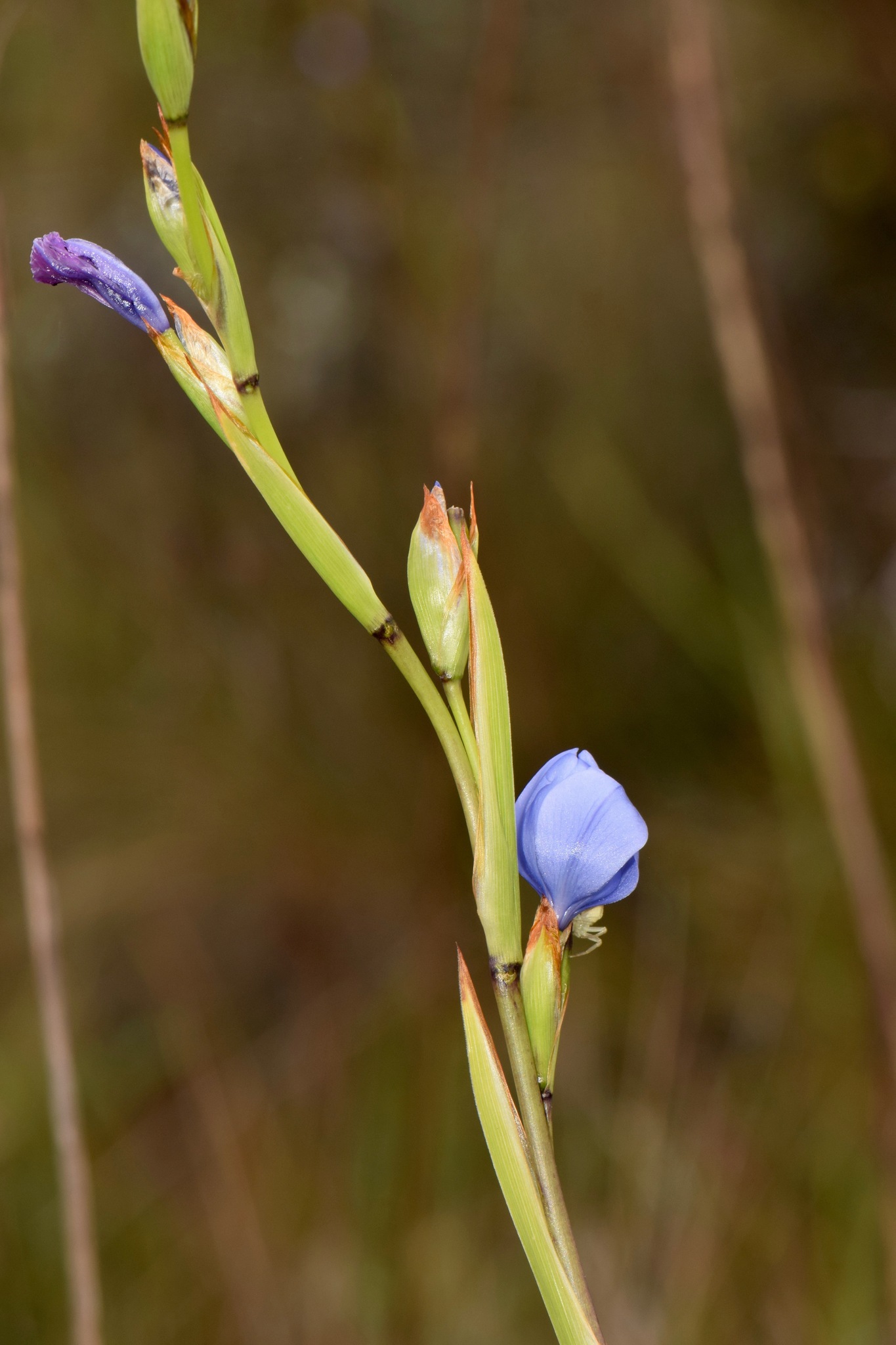 Orthrosanthus chimboracensis image