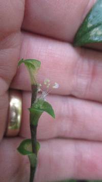 Media resource of Callisia repens