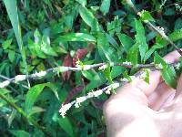 Callisia repens image