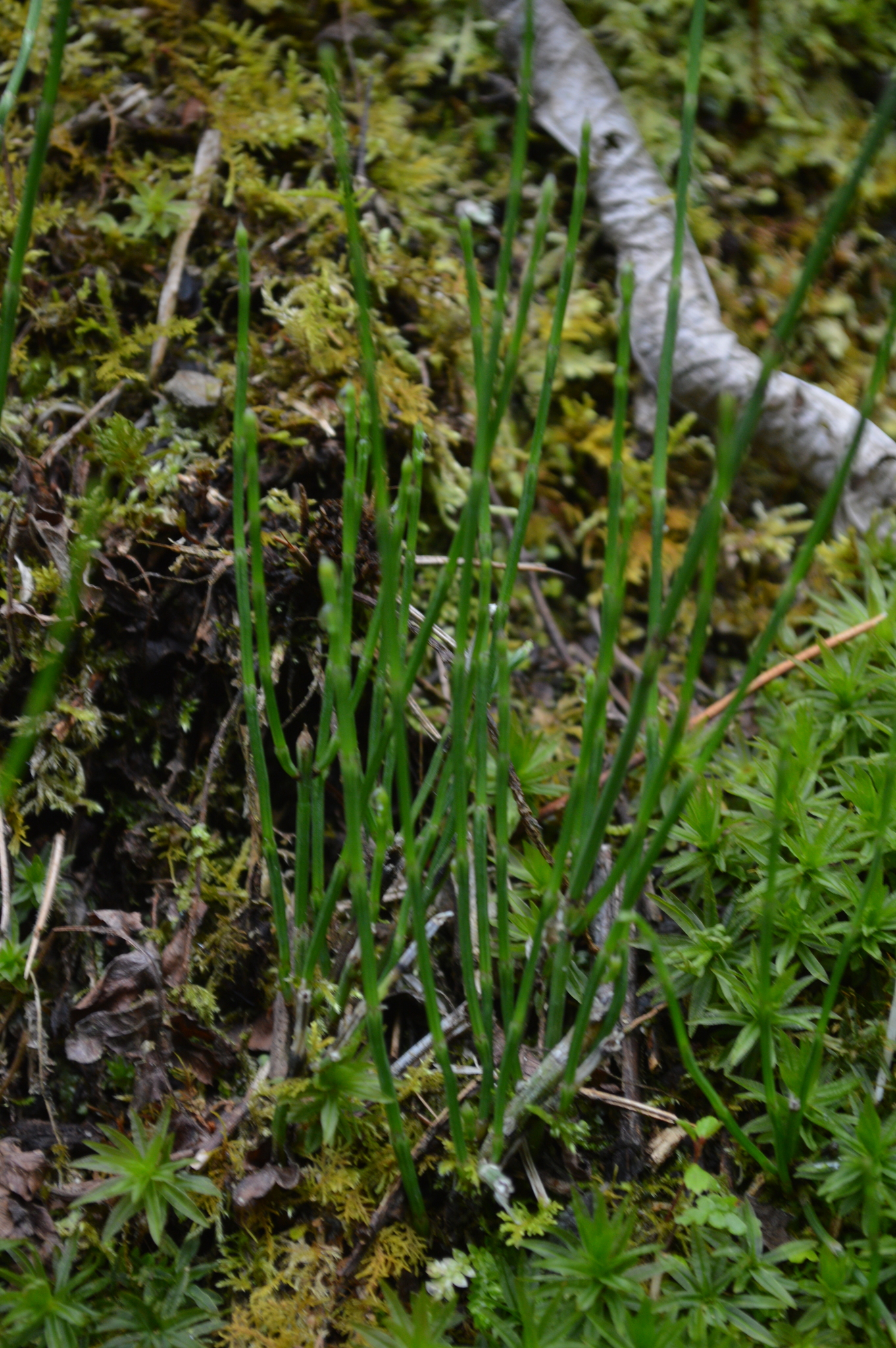 Equisetaceae image