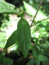 Delilia biflora image