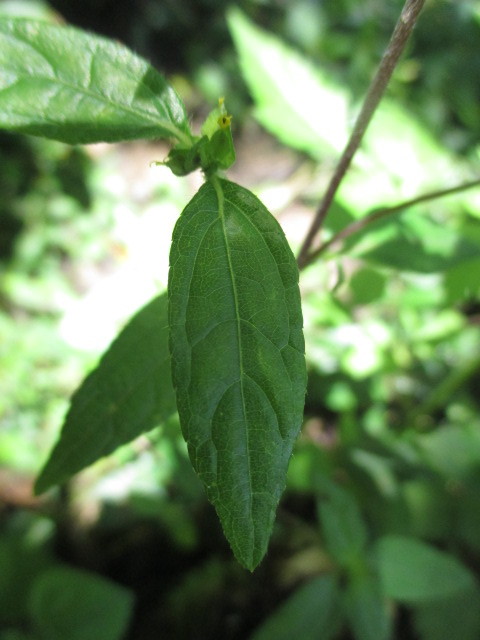 Delilia image