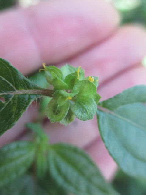 Delilia biflora image