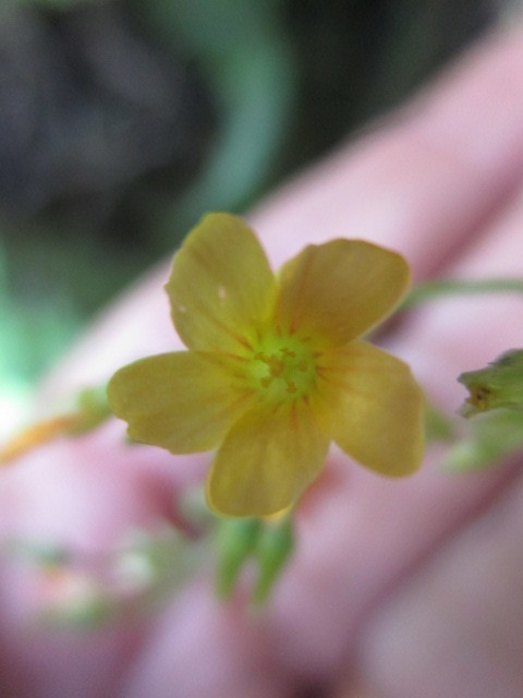 Oxalis peduncularis image
