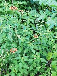 Leonotis nepetifolia image