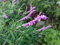 Salvia leucantha image