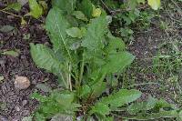 Taraxacum officinale image
