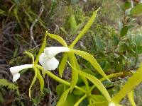 Epidendrum lacustre image