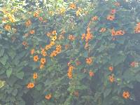 Thunbergia alata image
