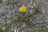 Taraxacum officinale image