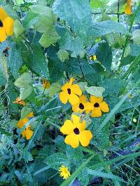 Thunbergia alata image