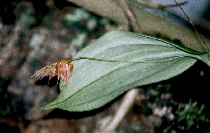 Lepanthes hirtzii image