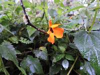 Thunbergia alata image