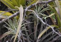 Tillandsia espinosae image