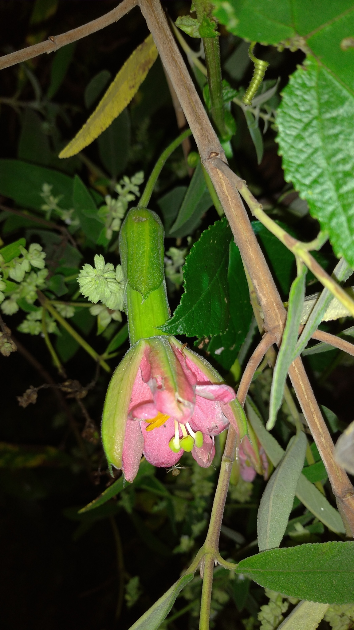 Passiflora mathewsii image