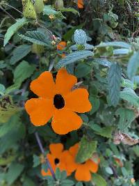 Thunbergia alata image