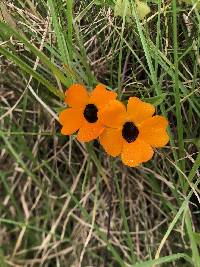 Thunbergia alata image