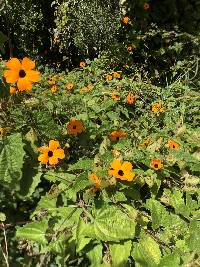 Thunbergia alata image