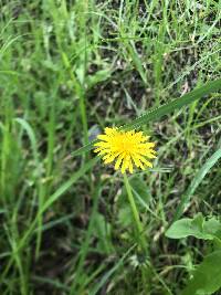 Taraxacum officinale image