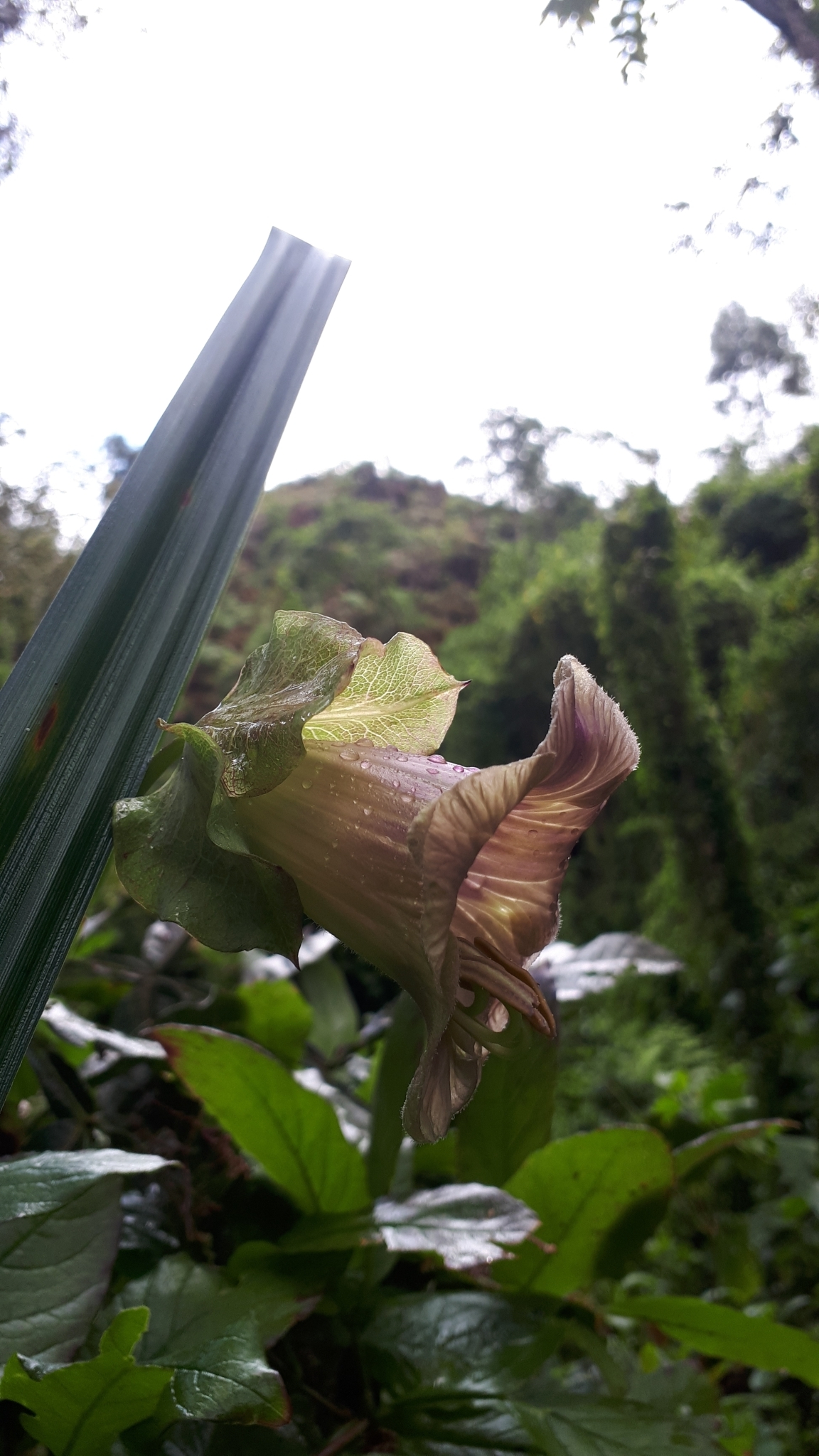 Cobaea image