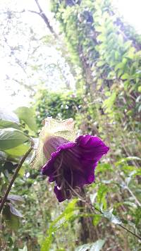 Media resource of Cobaea scandens