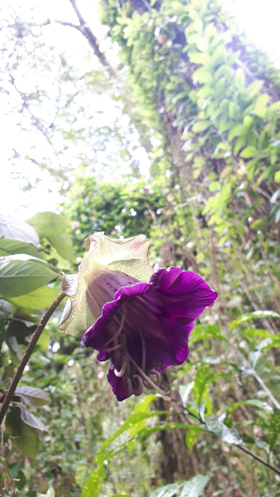 Cobaea scandens image