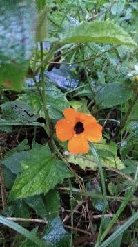 Media resource of Thunbergia alata