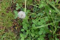 Taraxacum officinale image