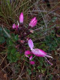 Bejaria mathewsii image