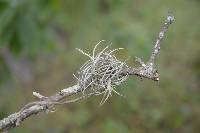 Tillandsia recurvata image
