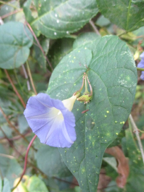 Ipomoea aristolochiifolia image