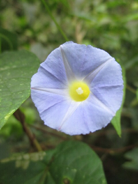 Ipomoea image