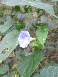 Media resource of Ipomoea aristolochiifolia