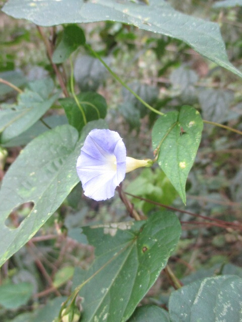 Ipomoea aristolochiifolia image